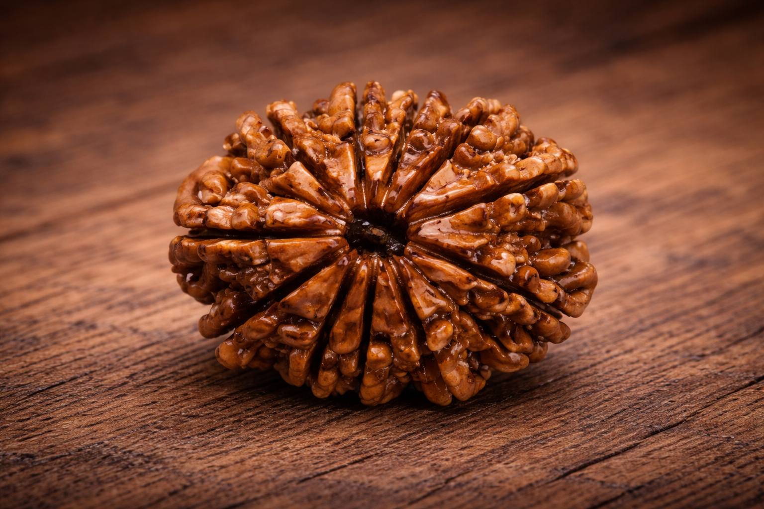 11 Mukhi Nepali Rudraksha