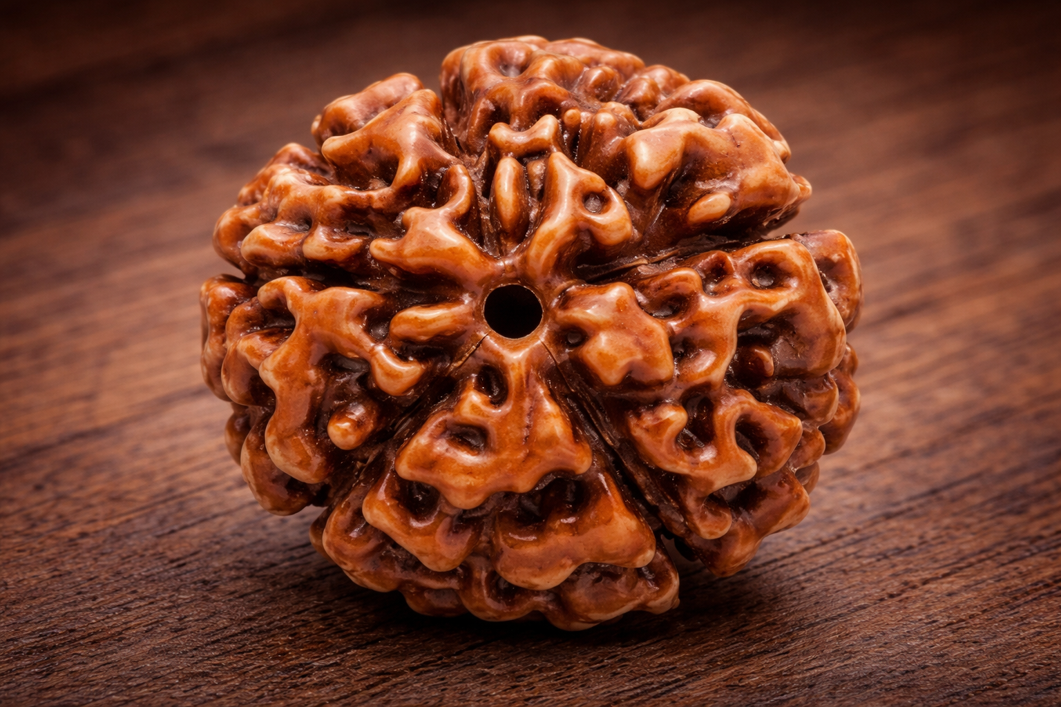 5 Mukhi Nepali Rudraksha